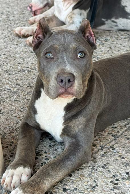 XL American Bully