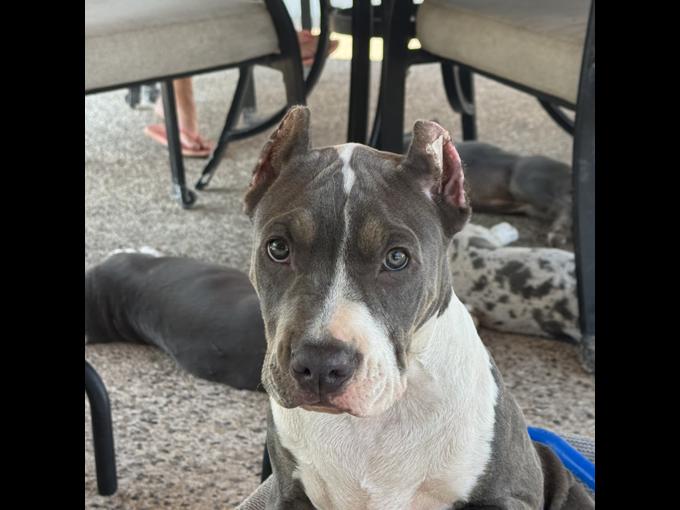 XL American Bully
