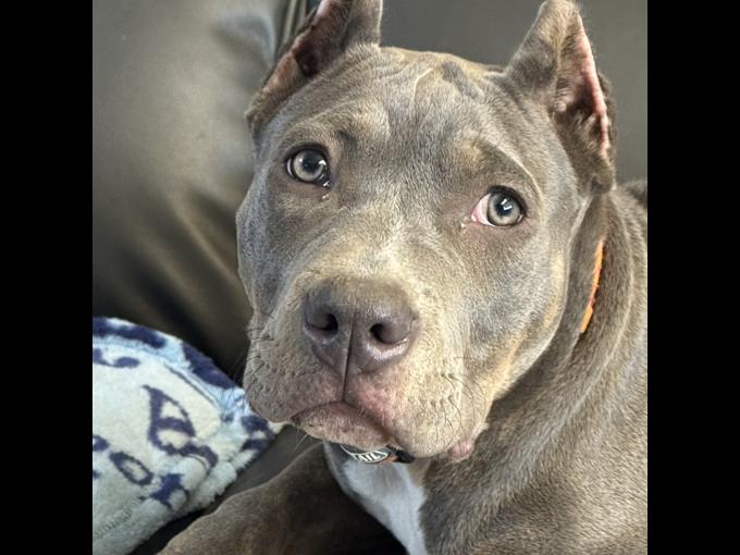 XL American Bully