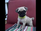 Pug