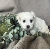 Maltese