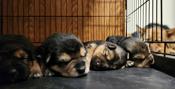 German Shepherd Cross