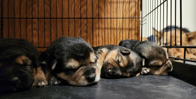 German Shepherd Cross