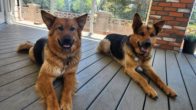 German Shepherd Cross