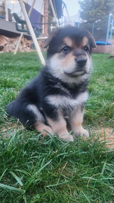 German Shepherd Cross