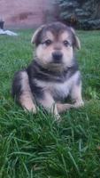 German Shepherd Cross