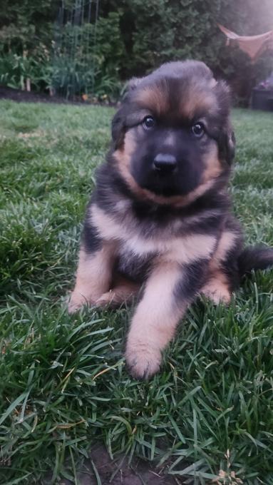 German Shepherd Cross