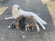 Great Pyrenees(mom) mastiff/shepherd mix(dad)