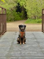 Aussie Doodle