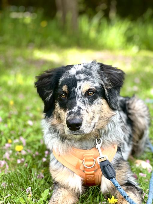 Aussie Doodle