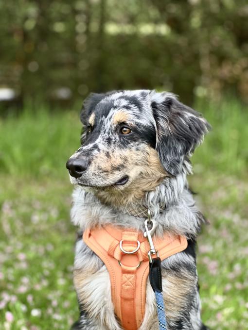 Aussie Doodle
