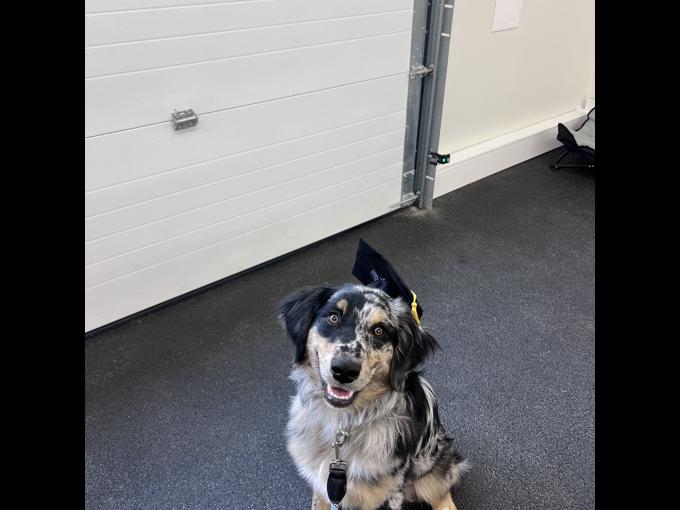 Aussie Doodle