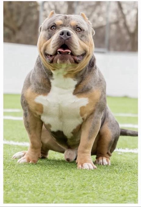 American bully