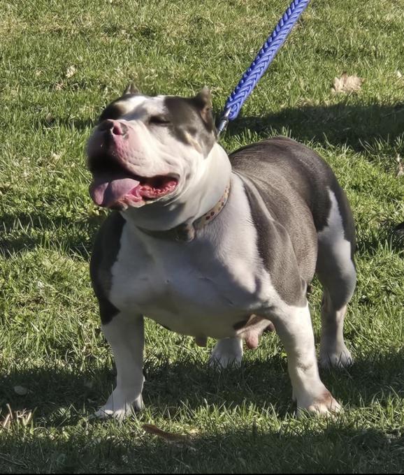 American bully
