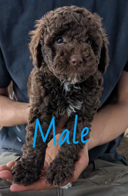 Poodle