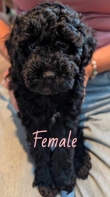 Poodle