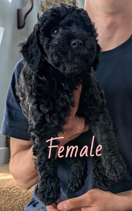 Poodle