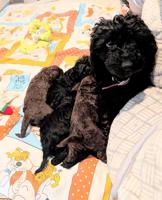 Poodle