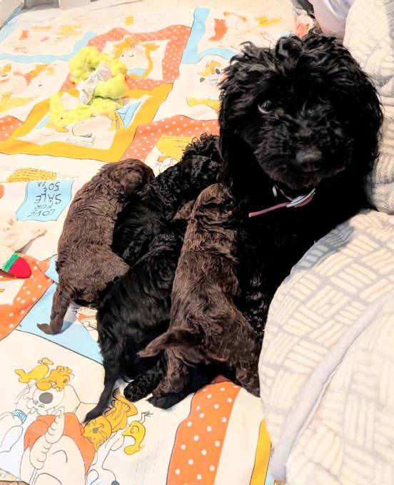 Poodle