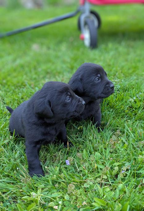 Labrador Retriever