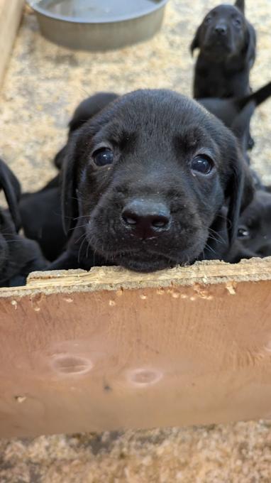 Labrador Retriever