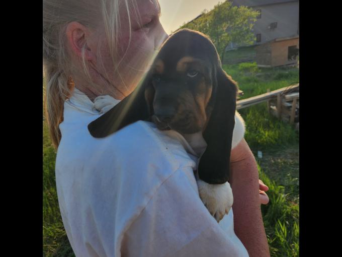Basset hound