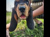 Basset hound