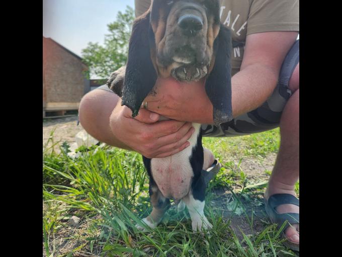 Basset hound