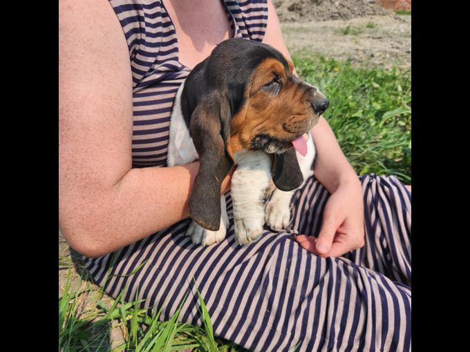 Basset hound