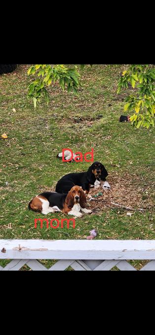 Basset hound