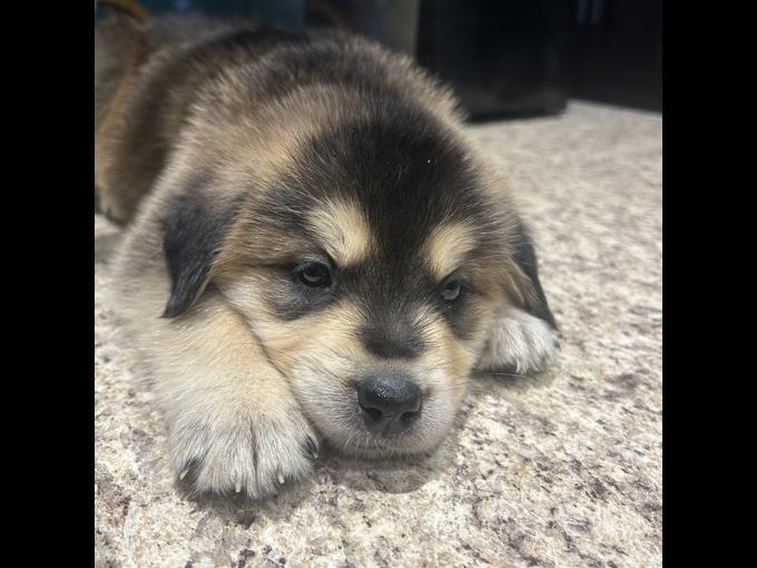 Roti/Great Pyrenees