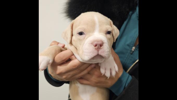 American bully