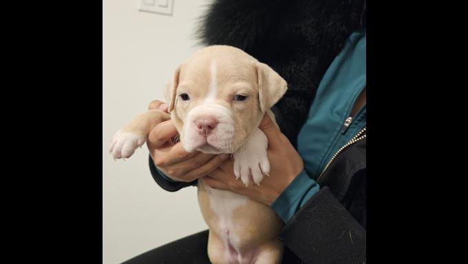 American bully