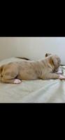 American bully