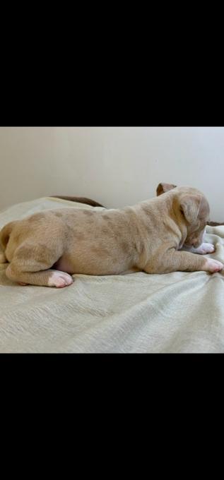 American bully