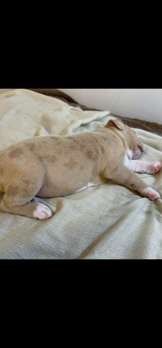 American bully