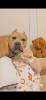 American bully