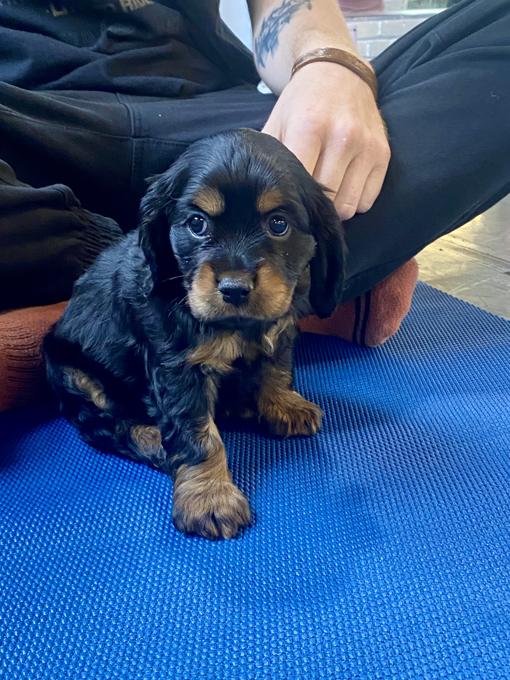 American Cocker Spaniel