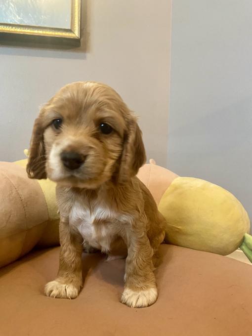 American Cocker Spaniel