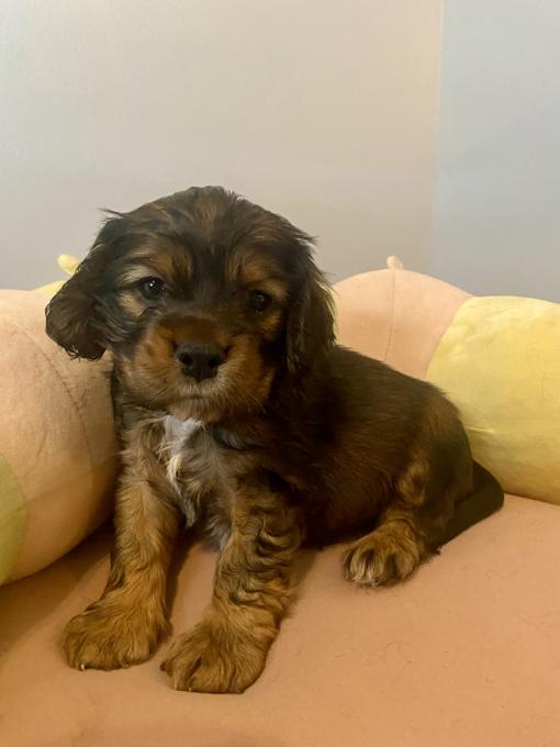 American Cocker Spaniel