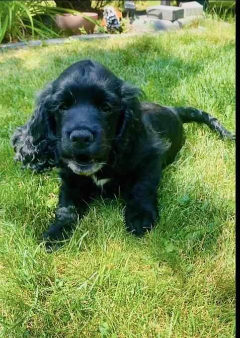American Cocker Spaniel