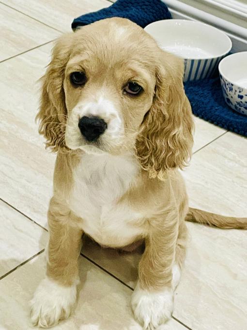 American Cocker Spaniel