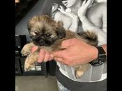 Shi-tzu
