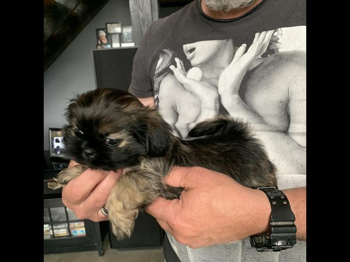 Shi-tzu