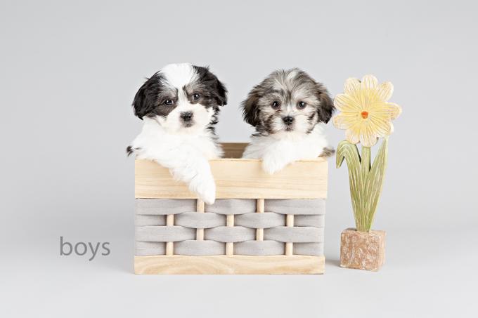 Maltese x Shih Tzu