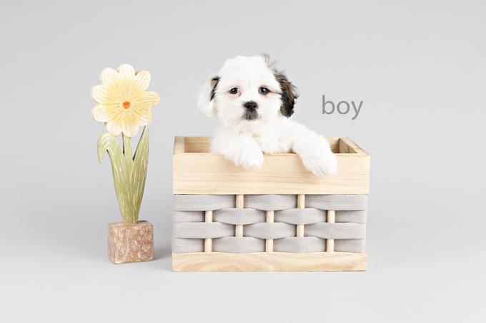 Maltese x Shih Tzu