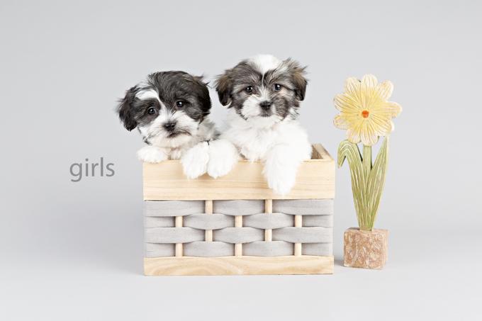 Maltese x Shih Tzu