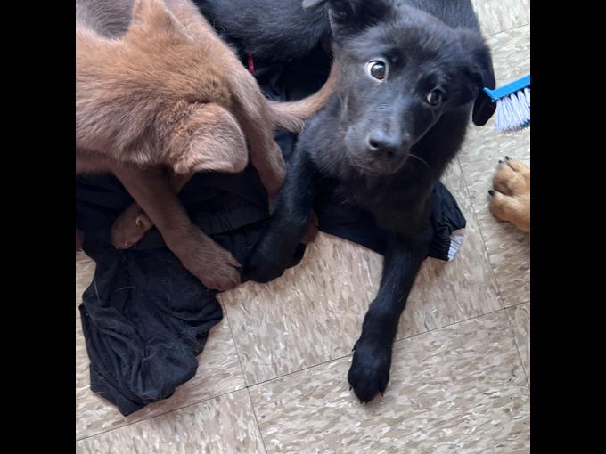 Labrador retriever
