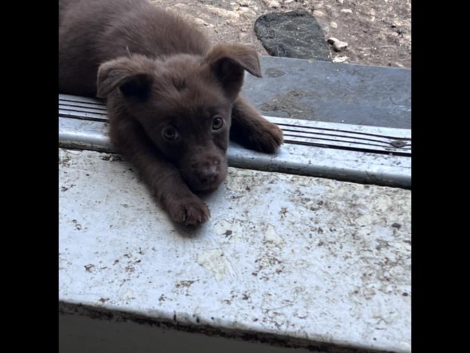 Labrador retriever