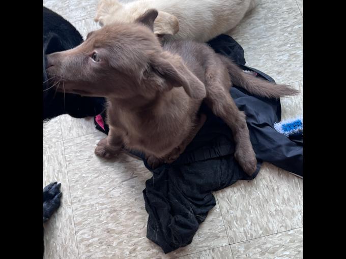 Labrador retriever